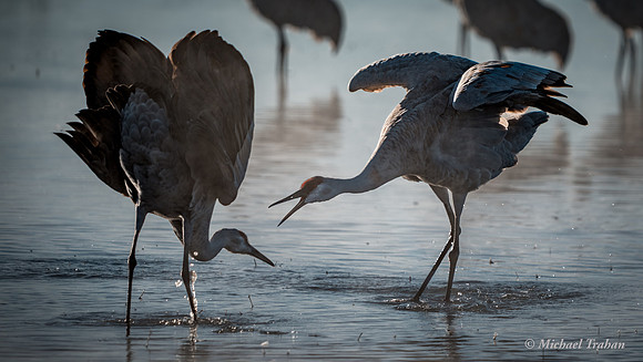 Sandhill Crane