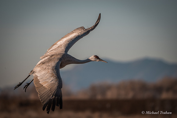 Sandhill Crane