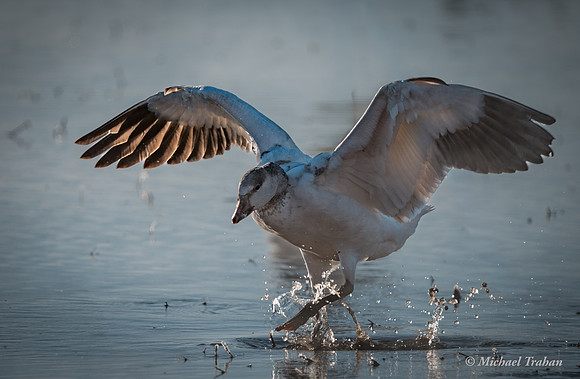 Sandhill Crane