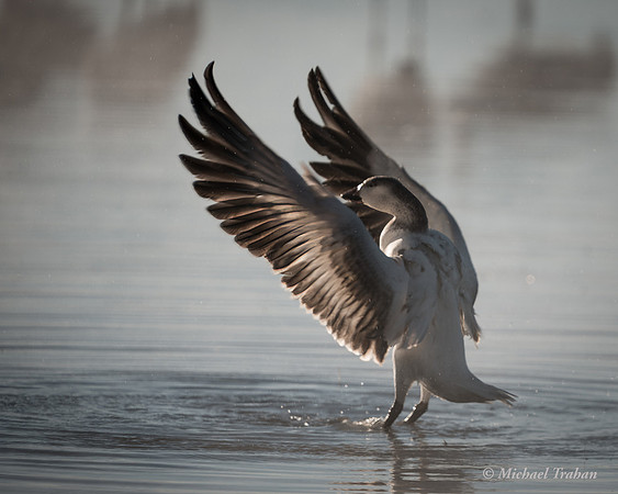 Snow Goose