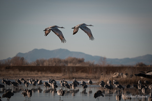 Sandhill Crane