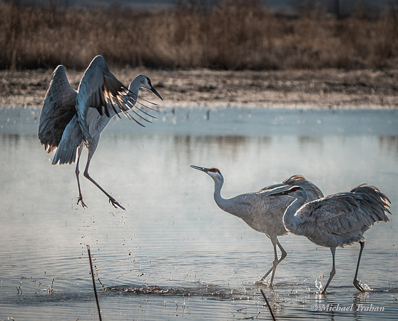 Sandhill Crane