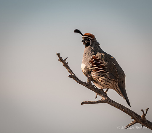 Gambel's Quail