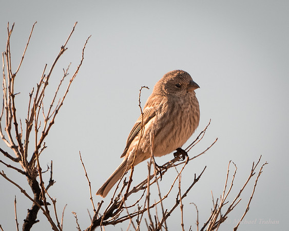 House Finch