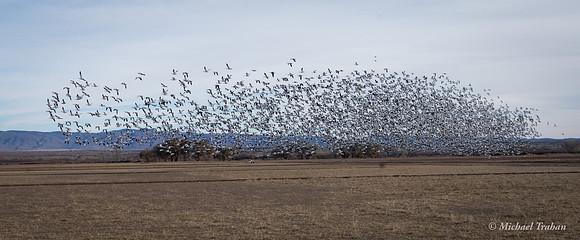 Snow Geese