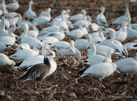 Snow Geese