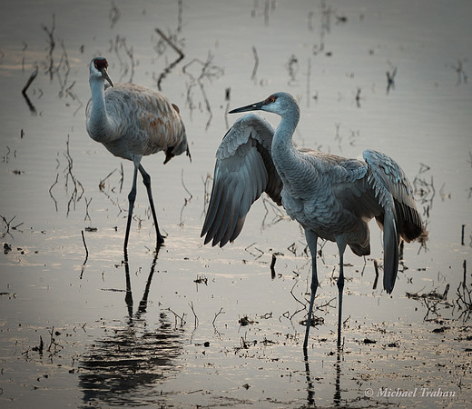 Sandhill Crane