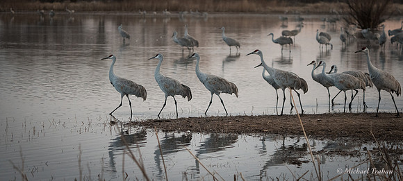 Sandhill Crane