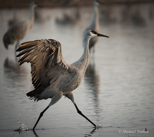 Sandhill Crane