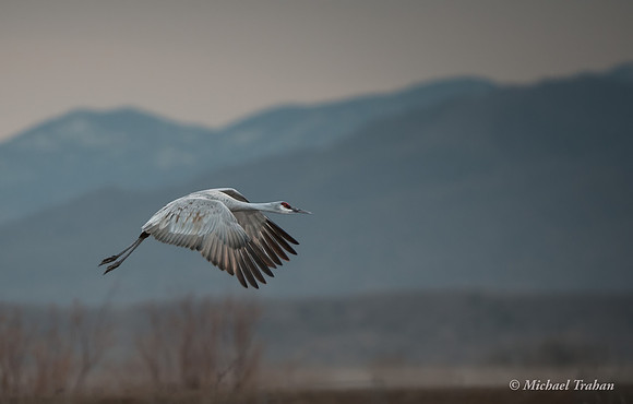Sandhill Crane