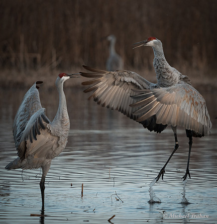 Sandhill Crane