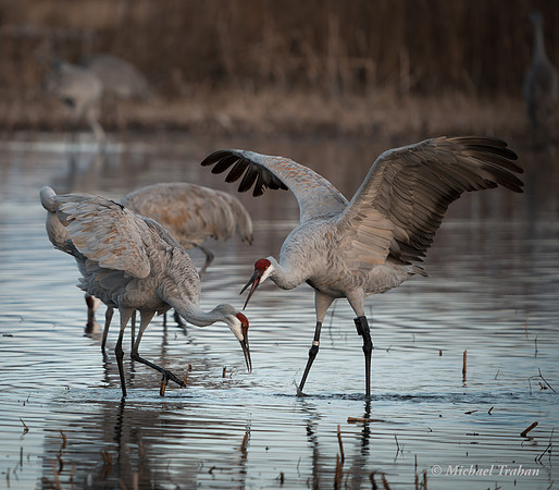 Sandhill Crane