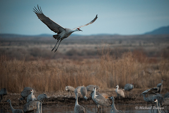 Sandhill Crane