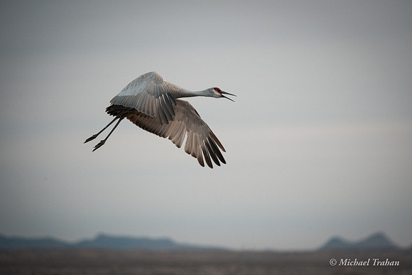 Sandhill Crane
