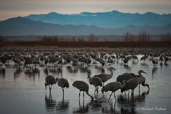 Sandhill Crane