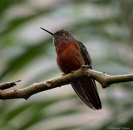 Chestnut-breasted Coronet