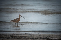Long-billed Curlew