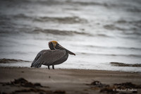 Brown Pelican