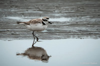 Snowy Plover