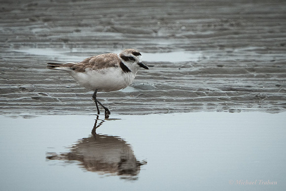 Snowy Plover