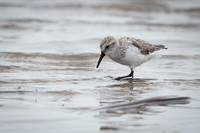 Semipalmated Sandpiper