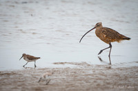 Long-billed Curlew