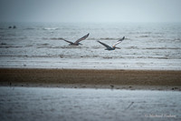 Brown Pelican