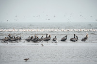 Brown Pelican with American White Pelican