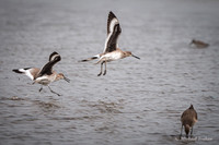 Willet