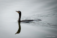 Double-crested Cormorant