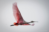Rosette Spoonbill