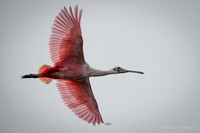 Rosette Spoonbill