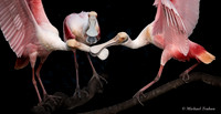 The Three Musketeers (Rosette Spoonbill)