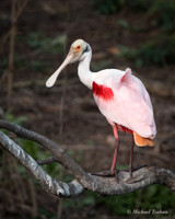 Rosette Spoonbill