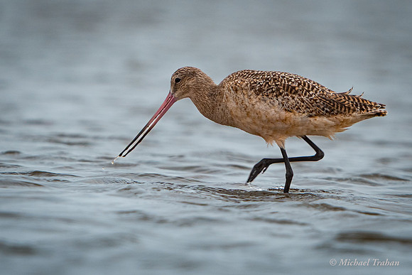 Marbled Godwit