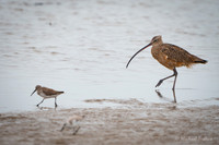 Long-billed Curlew