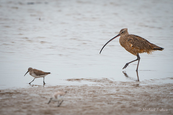 Long-billed Curlew