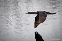 Double-crested Cormorant