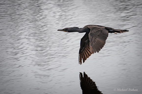 Double-crested Cormorant