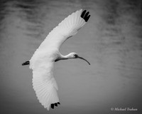 White Ibis