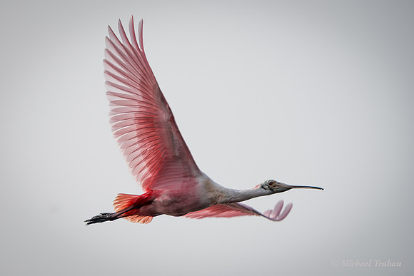Rosette Spoonbill
