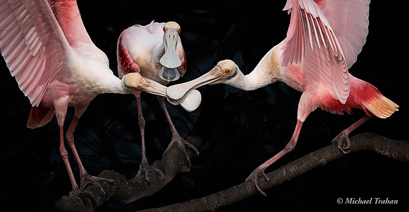 The Three Musketeers (Rosette Spoonbill)