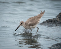Willet