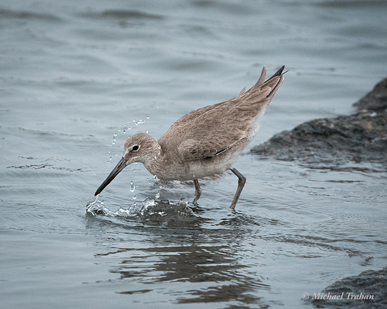 Willet