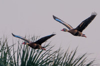 Black-bellied Whistling Duck
