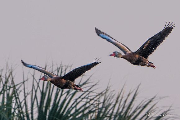 Black-bellied Whistling Duck