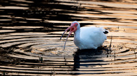 White Ibis