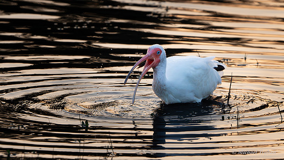White Ibis