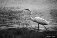 Great Egret