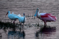 Rosette Spoonbill and White Ibis
